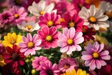 Fototapeta Krajobraz - a group of colorful flowers