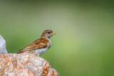 Fototapeta Sawanna - Southern Grey-headed Sparrow standing on a rock isolated in natural background  in Kruger National park, South Africa ; Specie family Passer diffusus of Passeridae