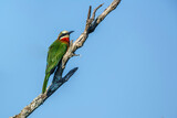 Fototapeta Sawanna - White fronted Bee eater isolated in blue background in Kruger National park, South Africa ; Specie Merops bullockoides family of Meropidae