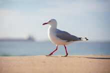 Seagull Walking Along The Beach