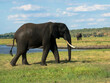 A single elephant walks in the savanna looking for food surrounded by green vegetation during the rainy season. Chobe National Park, Botswana, Africa