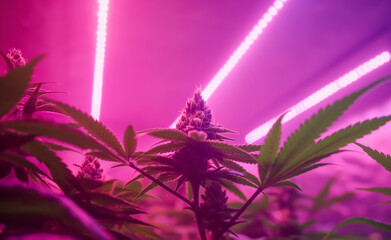 Wall Mural - Growing Cannabis Buds in LED Light