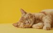 Cat Just Woke Up. Sunny Side Up: The Relaxed Cat - A Minimalist Delight