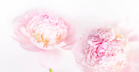 Wall Mural - romantic banner, delicate white peonies flowers close-up. fragrant pink petals. beauty, wedding, mot