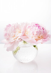 Wall Mural - delicate white-pink peonies in a round glass vase on a white background. fragrant pink petals. beaut