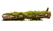 Moss or ferns cover dry trees isolated on transparent and white background.PNG image.	
