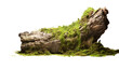 Moss or ferns cover dry trees isolated on transparent and white background.PNG image.	
