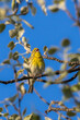 European Serin perched on a tree branch in the morning light
