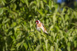 European Goldfinch perched on a tree branch in the morning light
