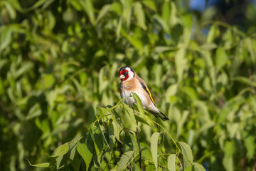 Wall Mural - European Goldfinch perched on a tree branch in the morning light