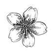 Sakura - cherry flower sketch in engraved style. Spring drawing. Hand-drawn vector illustration. Botanical design element. NOT AI generated