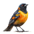 vivid oriole bird isolated without background