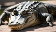 An-Alligator-With-Its-Eyes-Closed-Basking-In-The- 3