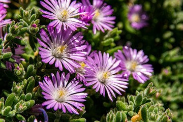 Wall Mural - Closeup shot of purple flowers in the garden on a sunny day