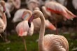 Selective focus of a Greater flamingo found roaming around with its flock