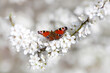 Peacock butterfly (Aglais Io) sitting on blossoming plum twig
