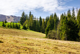Fototapeta Góry - coniferous trees on the grassy hill in spring. mountain range with snow capped tops in the distance beneath a blue sky with clouds. beautiful carpathian countryside on a sunny day