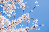 Fototapeta Miasta - Cherry blossom tree in full bloom, Japan