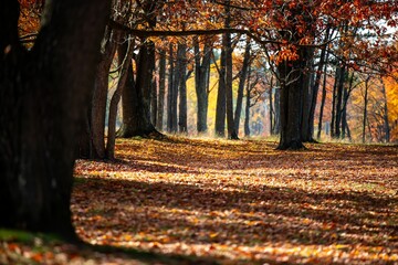 Image of trees covered by red leaves during the fall season.