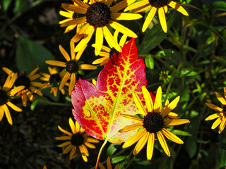 Closeup of a red and yellow maple leaf fallen on Black-eyed Susan flowers in sunlight