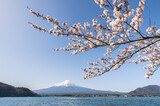Fototapeta Paryż - Mount Fuji with cherry tree in April, Lake Kawaguchi, Kawaguchiko, Yamanashi Prefecture, Japan