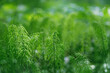 young fresh vivid green horsetail plants  with dew drops close up, natural background. wild Perennial herb, Common field horsetail (Equisetum arvense) in spring season. soft focus