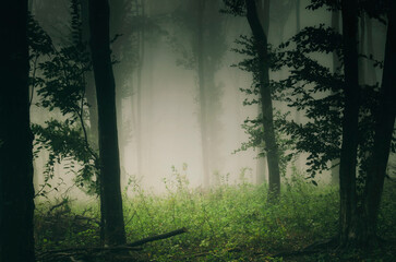 Wall Mural - green natural woods, wilderness landscape
