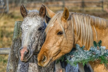 Horses behind wooden gate in a field with dry grass during sunrise