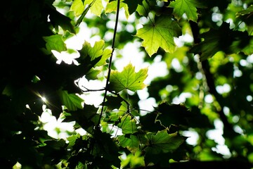 Beautiful view of green maple leaves under sunlight.