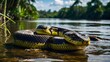 One of the world's largest snakes, the anaconda is a constrictor that lurks in the rivers and swamps of the Amazon. It's a powerful predator, capable of taking down large prey like deer and caimans.