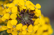 close-up of the blossoms of a wallflower or prairie rocket (erysium capitanum)