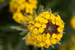 close-up of the blossoms of a wallflower or prairie rocket (erysium capitanum)