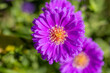 A blossom of an aster (Aster novae-angliae) in full bloom in sunlight