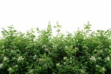 Dense Green Bushes With Small White Flowers Isolated On White Background, Floral Nature Photo