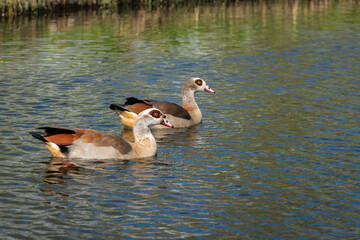 Wall Mural - A pair of Nile or Egyptian geese (Alopochen aegyptiaca) in breeding plumage resting on the water of a canal