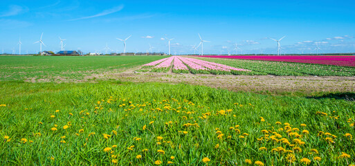 Wall Mural - Blue sky over colorful flowers growing in an agricultural field, Almere, Flevoland, The Netherlands, April 10, 2024