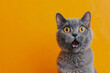 Young crazy funny surprised British short hair cat make big eyes and open mouth closeup on yellow orange background