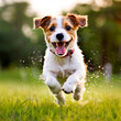 Joyous Pup: Playful Dog Running and Jumping in the Grass