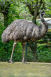 Paris, France - 04 06 2024: The menagerie, the zoo of the plant garden. View of an Australian emu bird in a green grass park.