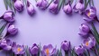 Frame with a composition of crocus flowers on a light purple background