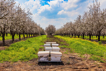 Poster - Bee hives stand between trees.