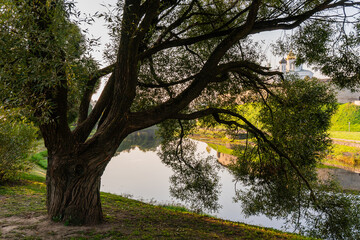 black poplar by the river in the park near the old fortress.