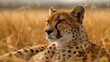 A cheetah sitting in the tall grass of a field, AI