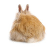 Cute little rabbit on white background, back view