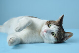 Fototapeta Konie - An alert white and tabby cat reclines on a blue backdrop, its gaze fixed to the side. Its distinctive markings and curious expression are captured in a relaxed yet engaging pose