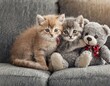 Junge Kätzchen kuscheln mit Teddybär