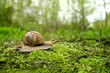 Snail in garden close up, abstract natural green background. purity of nature, care about the world. wild life, ecology, save Animal and earth concept. slow life. harmony of nature.