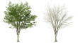 Vibrant green tree and bare tree contrast on transparent backgrounds 3d rendering png