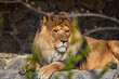 an adult lion lying on stones under a tree