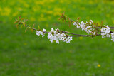 Fototapeta Lawenda - Blooming apple tree branch in the park